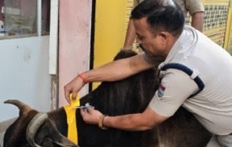 उत्तरकाशी पुलिस की अनोखी पहल, गोवंशों के गले में पहनाई रेडियम टेप; हादसों से होगा बचाव